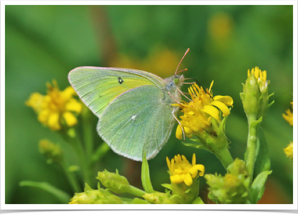 Queen Alexandra's Sulphur